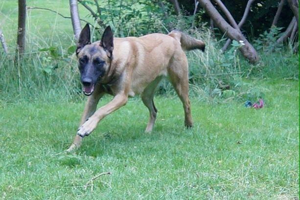 Malinois Maluo billede 13