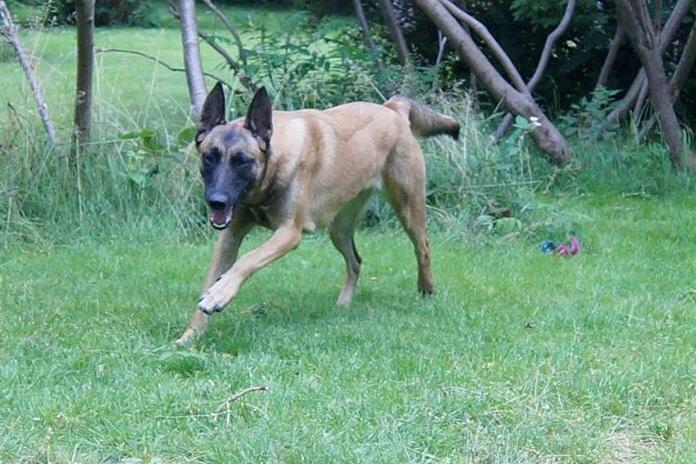 Malinois Maluo billede 5