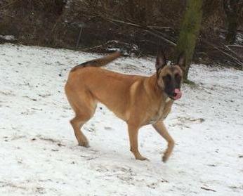 Malinois Maluo billede 15