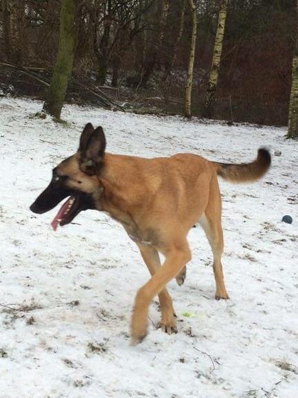 Malinois Maluo billede 16