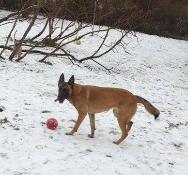 Malinois Maluo billede 17