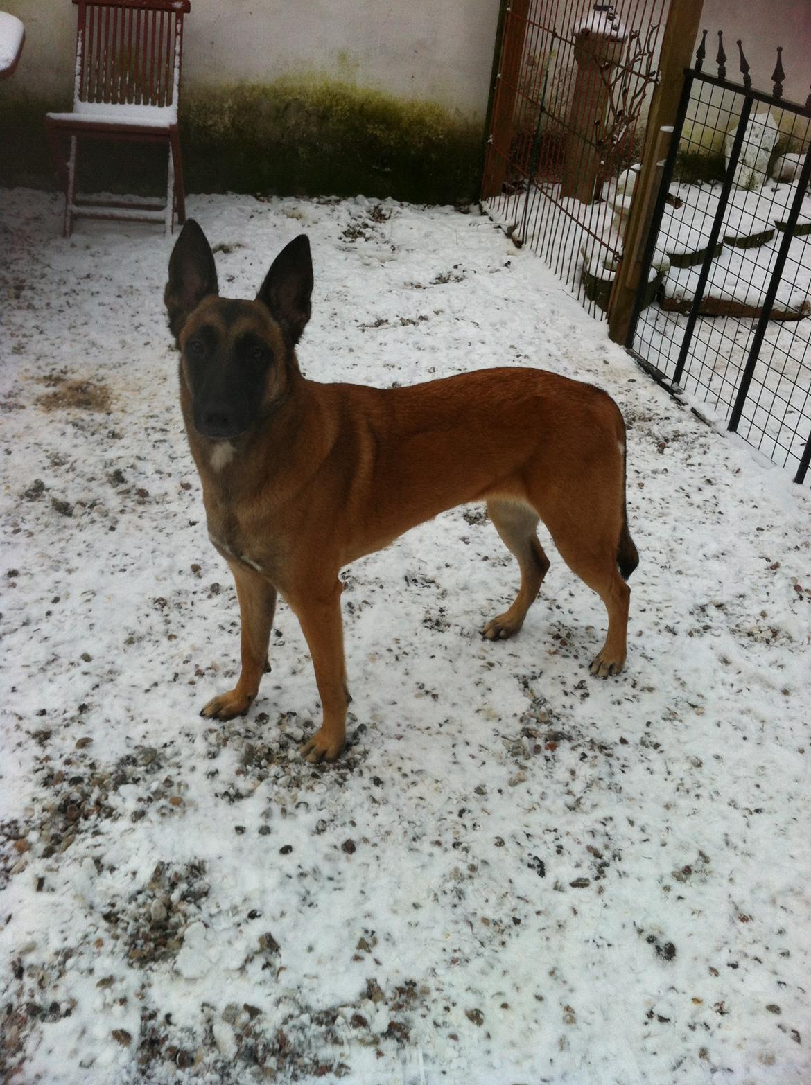 Malinois Maluo billede 19