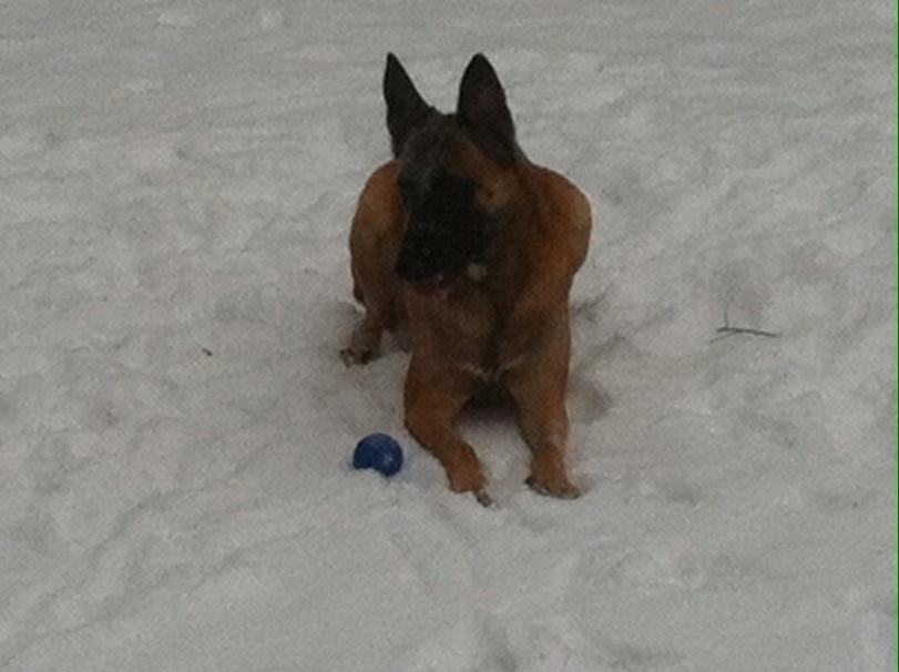 Malinois Maluo billede 20