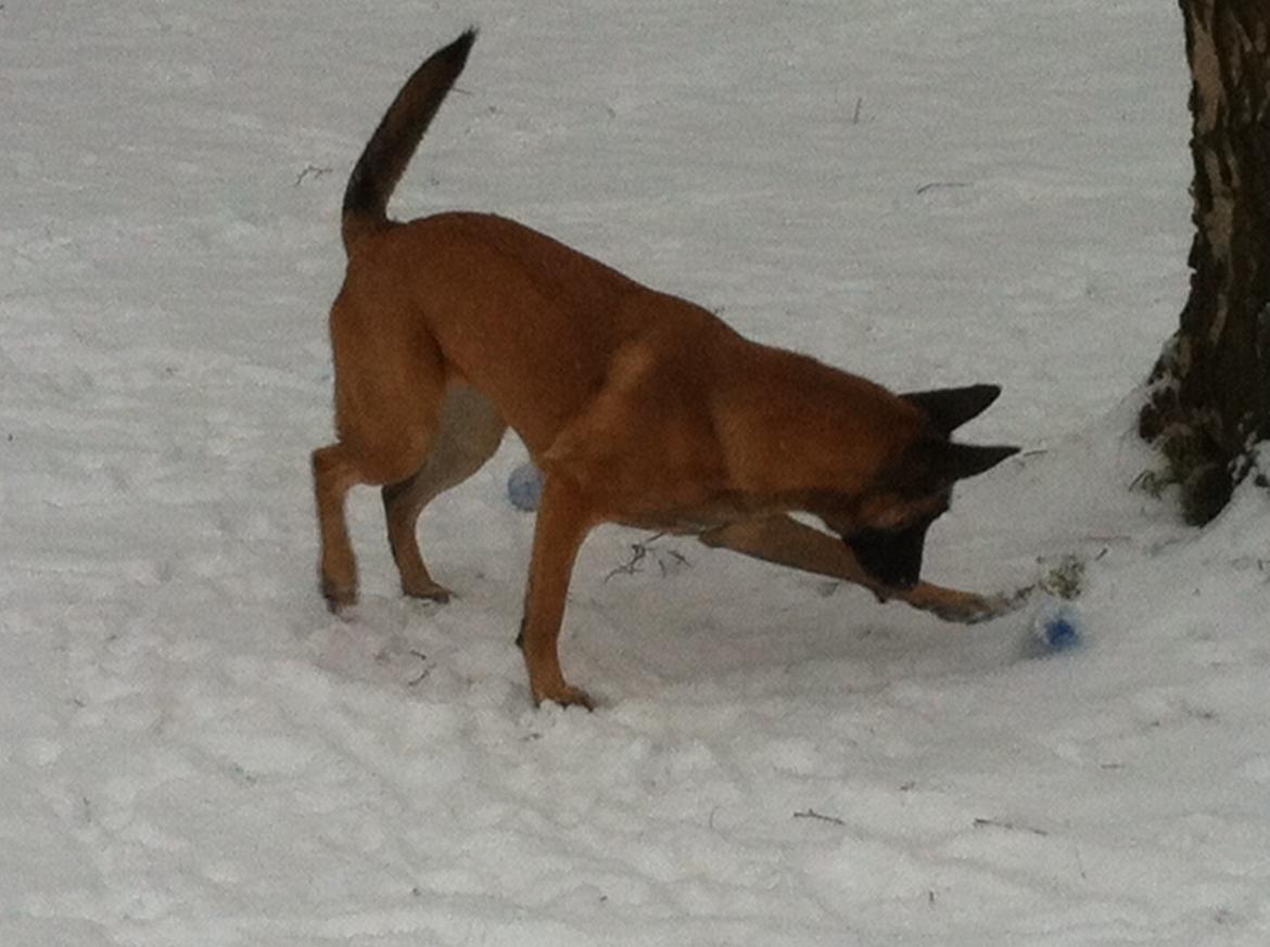 Malinois Maluo billede 22