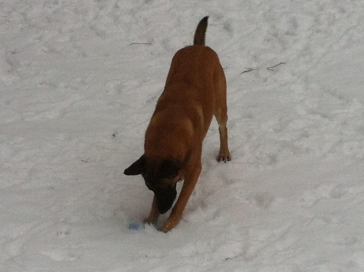 Malinois Maluo billede 24