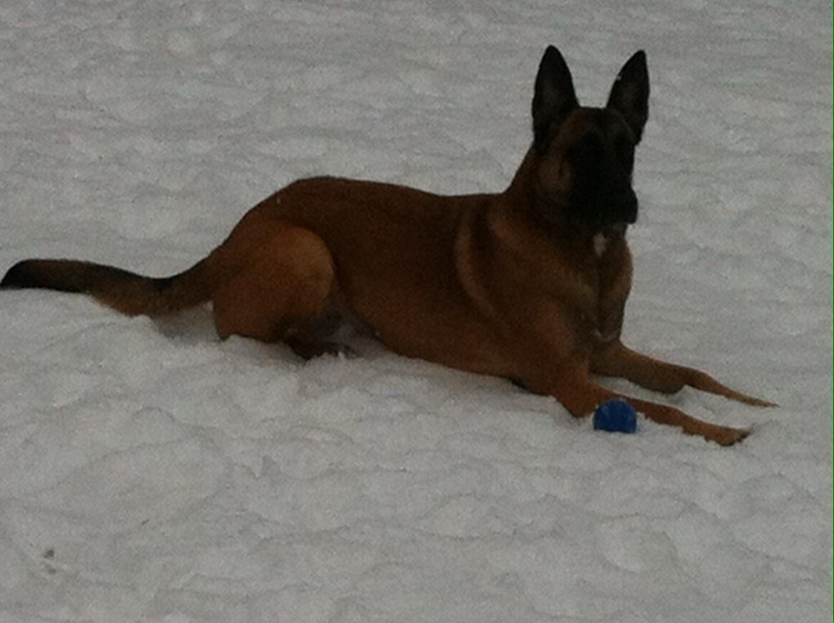 Malinois Maluo billede 25