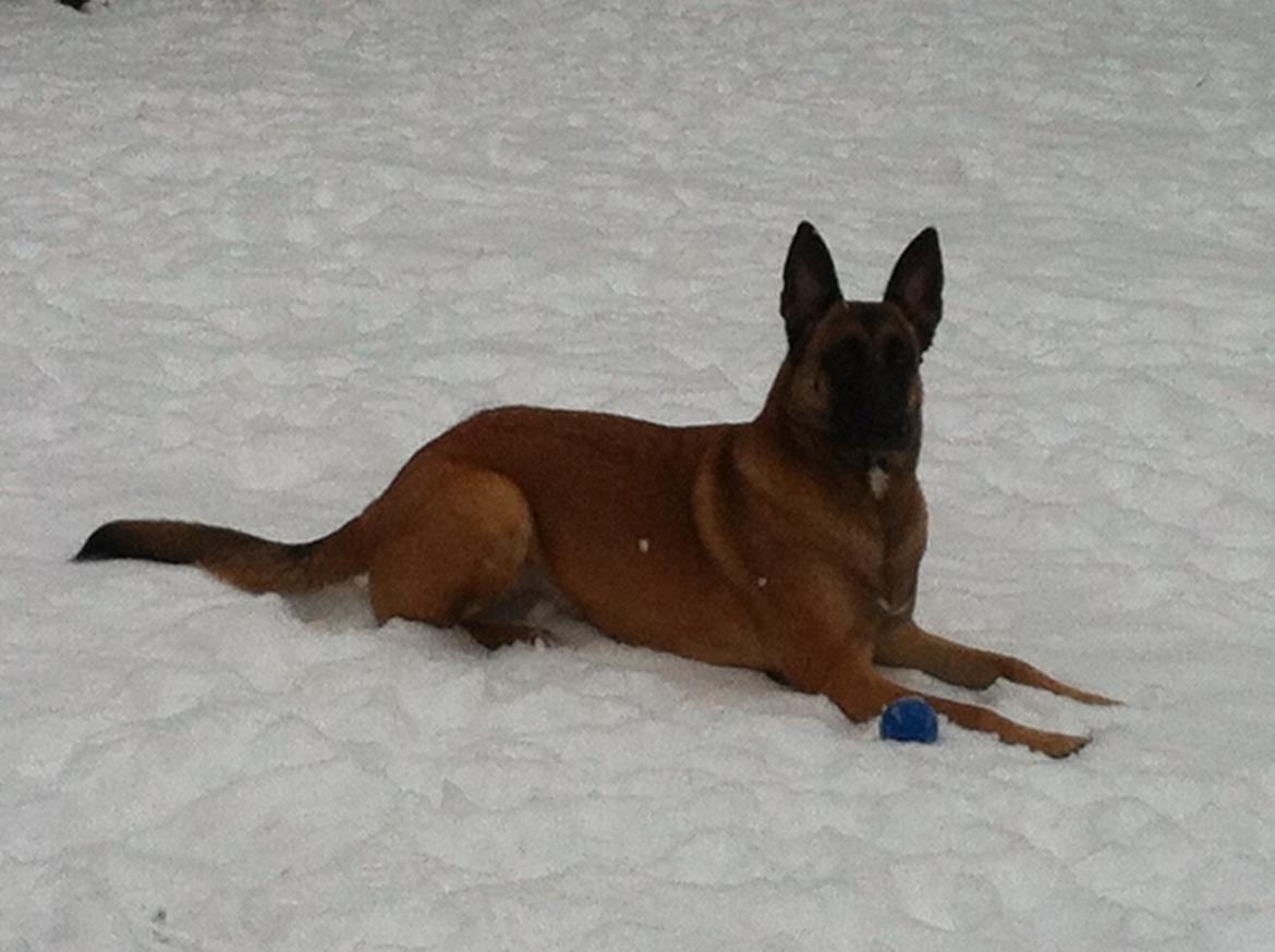 Malinois Maluo billede 26