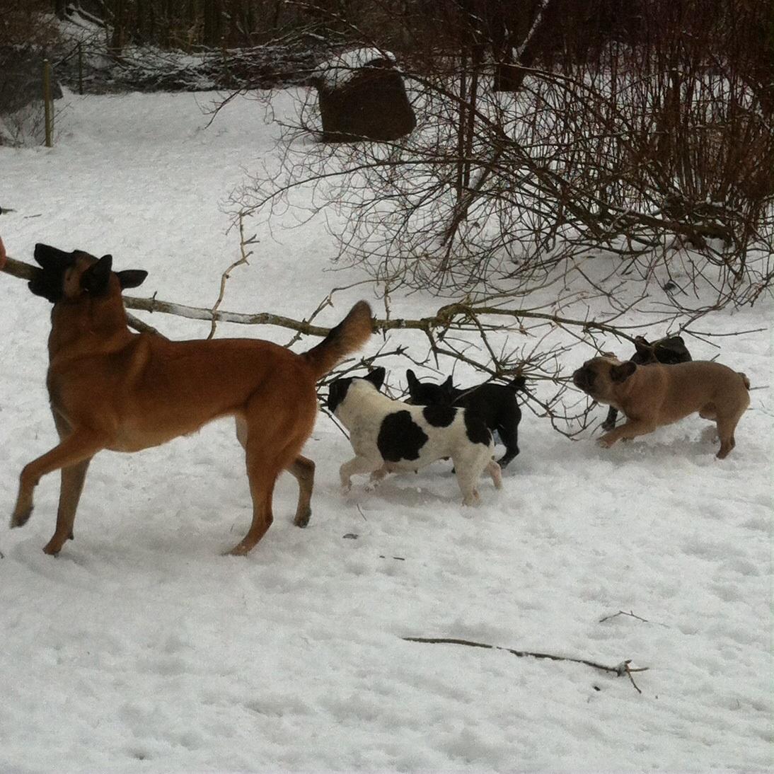 Malinois Maluo billede 27