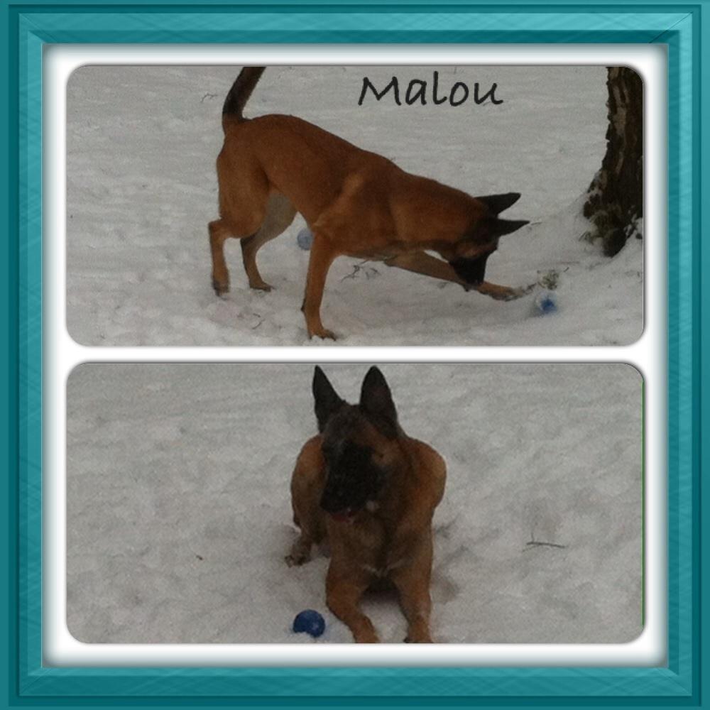 Malinois Maluo billede 28