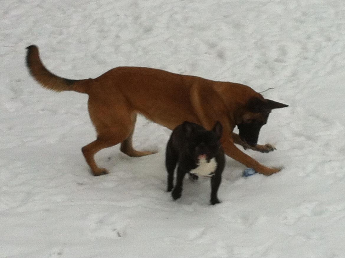 Malinois Maluo billede 23