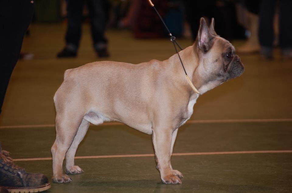 Fransk bulldog Platin Bullyz Hector billede 1