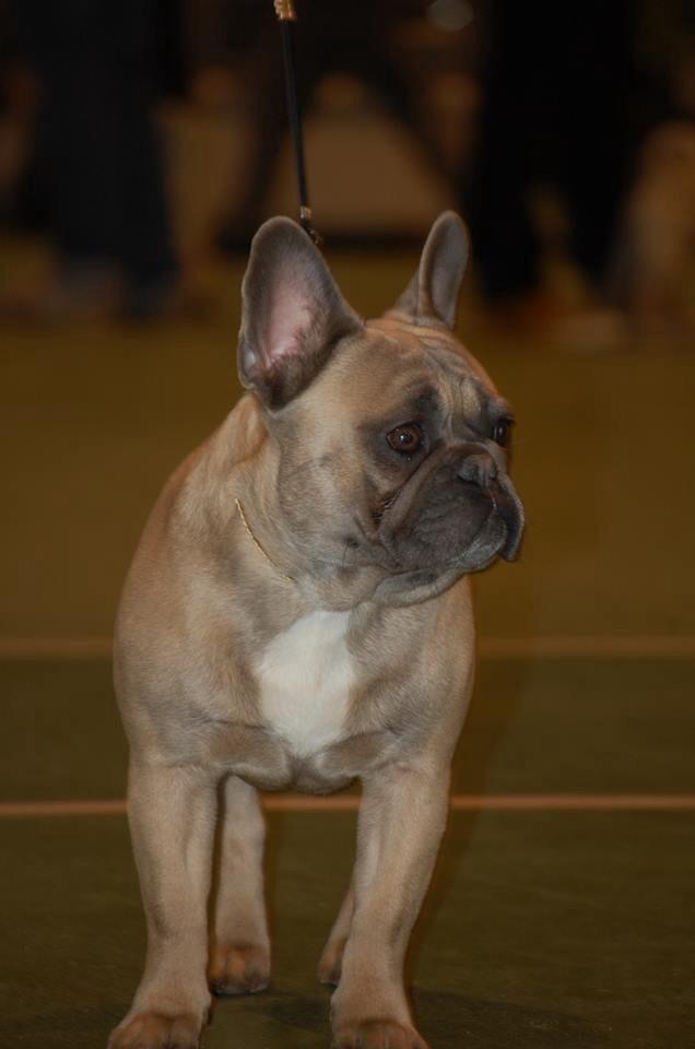 Fransk bulldog Platin Bullyz Hector billede 3