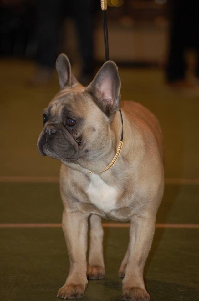 Fransk bulldog Platin Bullyz Hector billede 2