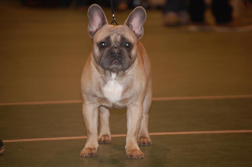 Fransk bulldog Platin Bullyz Hector billede 4