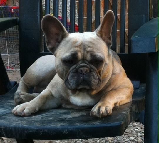 Fransk bulldog Platin Bullyz Hector billede 7