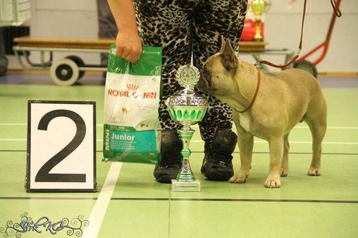 Fransk bulldog Platin Bullyz Hector billede 10