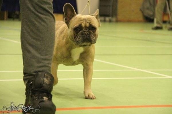 Fransk bulldog Platin Bullyz Hector billede 18