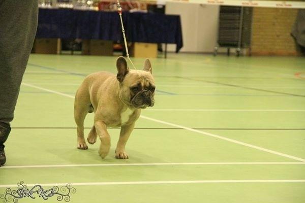 Fransk bulldog Platin Bullyz Hector billede 17