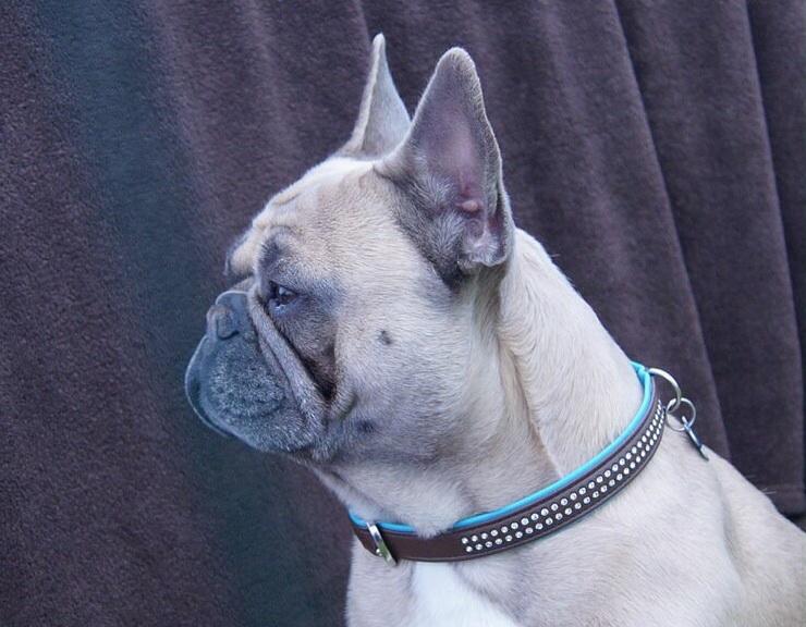 Fransk bulldog Platin Bullyz Hector billede 21