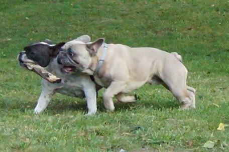 Fransk bulldog Platin Bullyz Hector billede 23