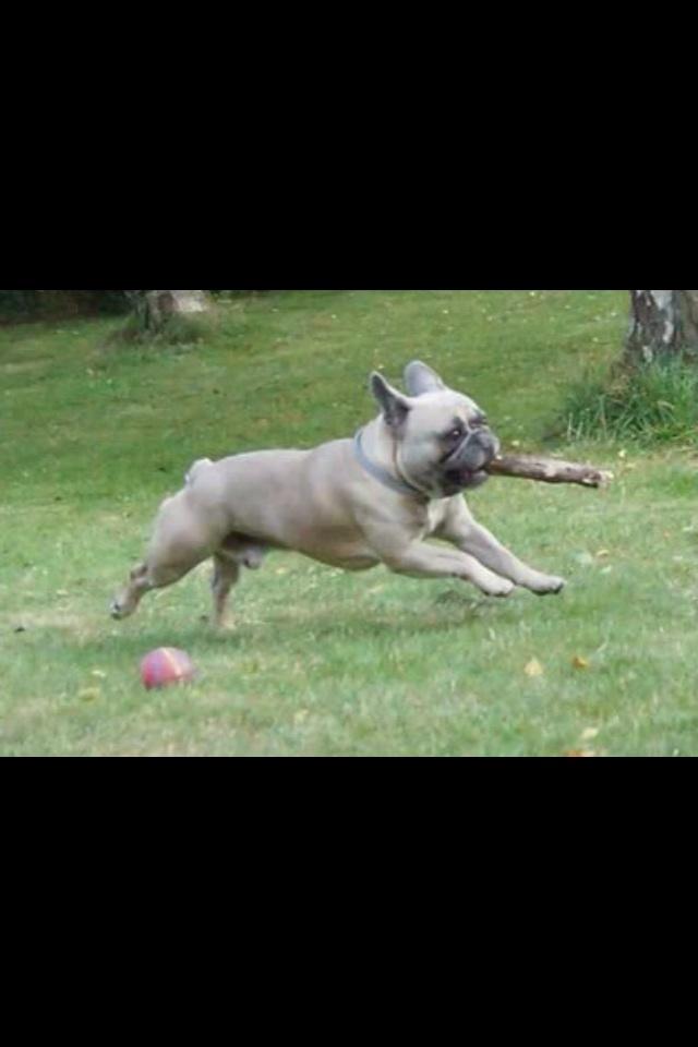 Fransk bulldog Platin Bullyz Hector billede 26