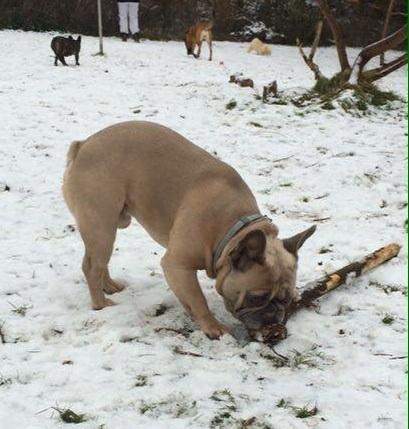 Fransk bulldog Platin Bullyz Hector billede 27