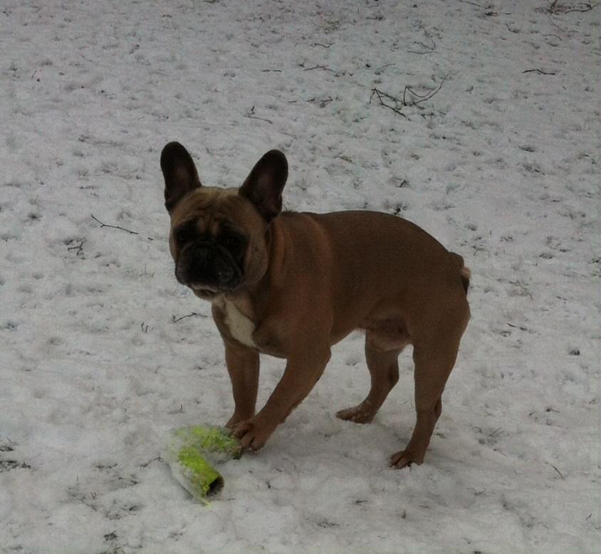 Fransk bulldog Platin Bullyz Hector billede 29