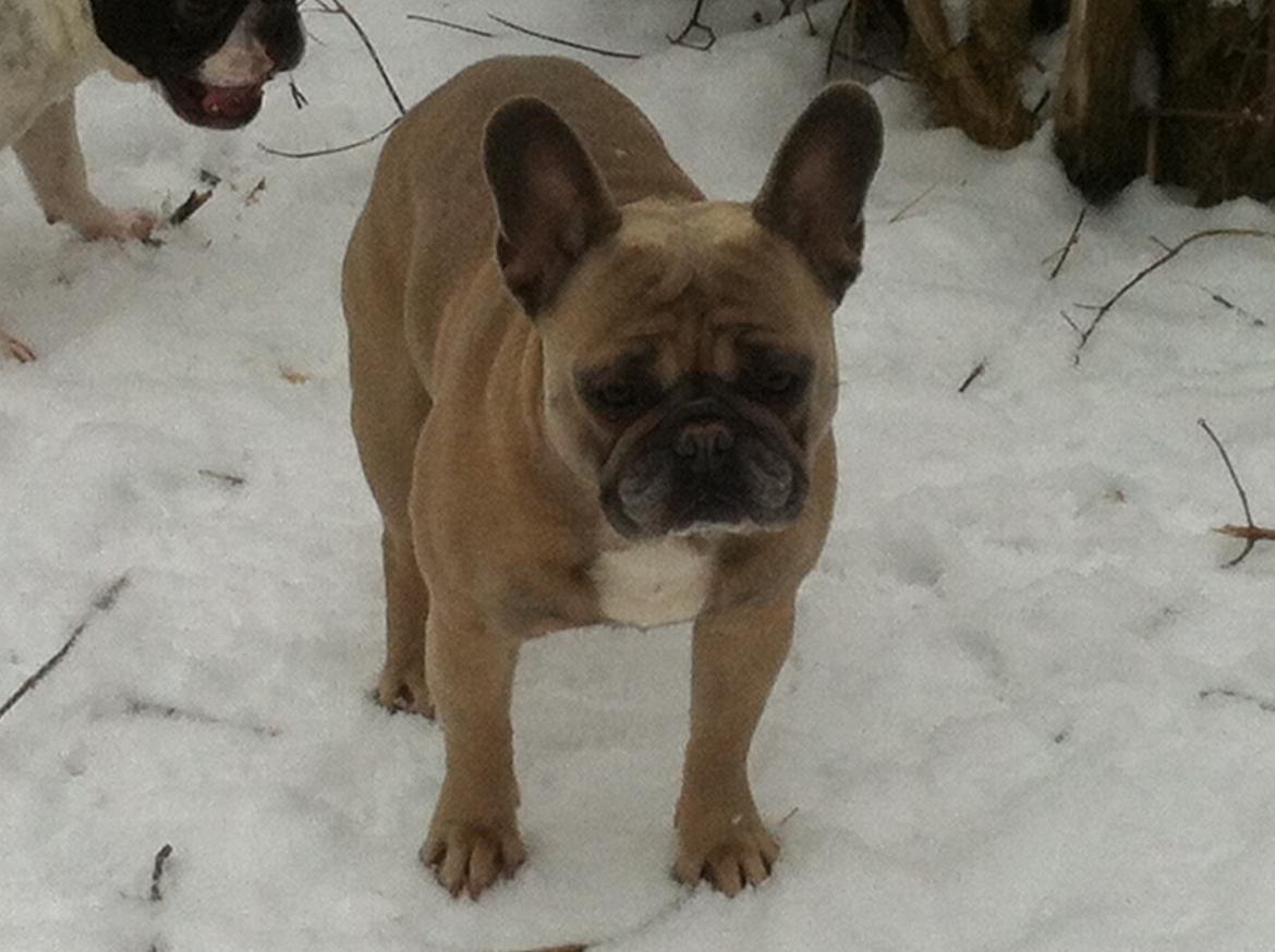 Fransk bulldog Platin Bullyz Hector billede 34