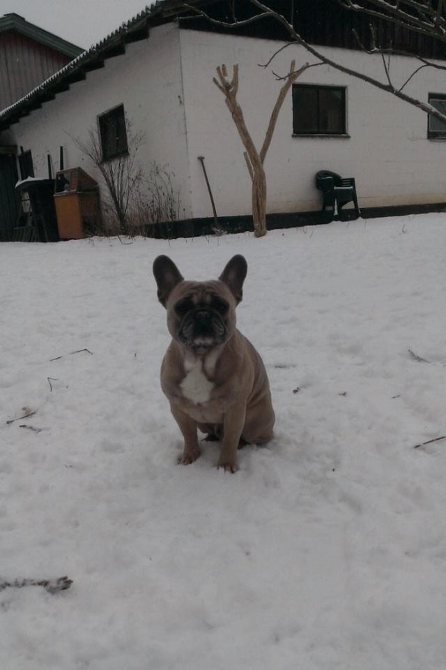 Fransk bulldog Platin Bullyz Hector billede 35