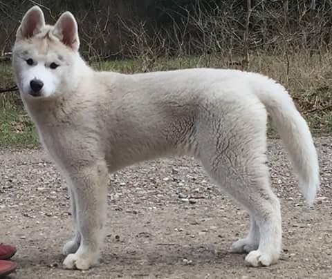 Siberian husky Girl's Talk Star'n Nordica (Penny) - Penny 16 uger billede 8