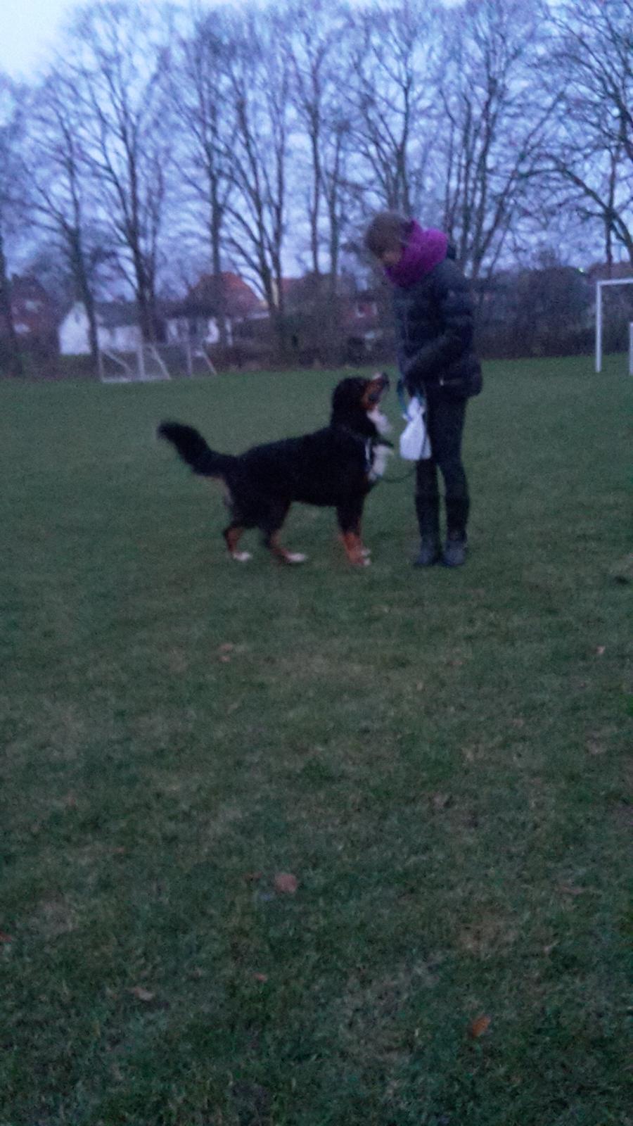 Berner sennenhund Balou - "gi mig nu den godbid"  billede 28