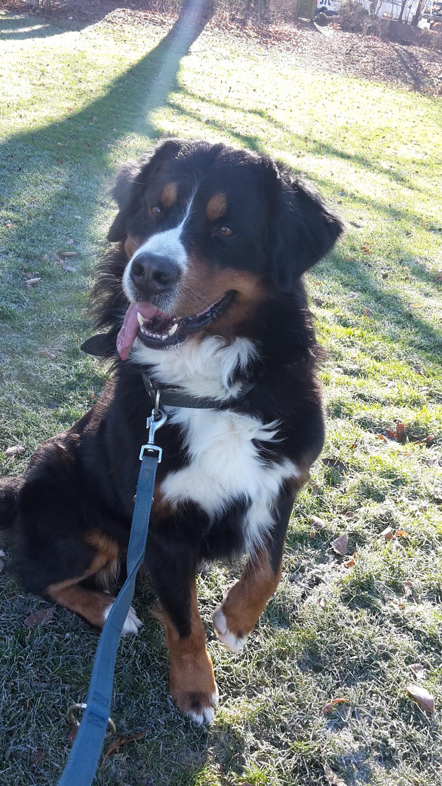 Berner sennenhund Balou billede 29