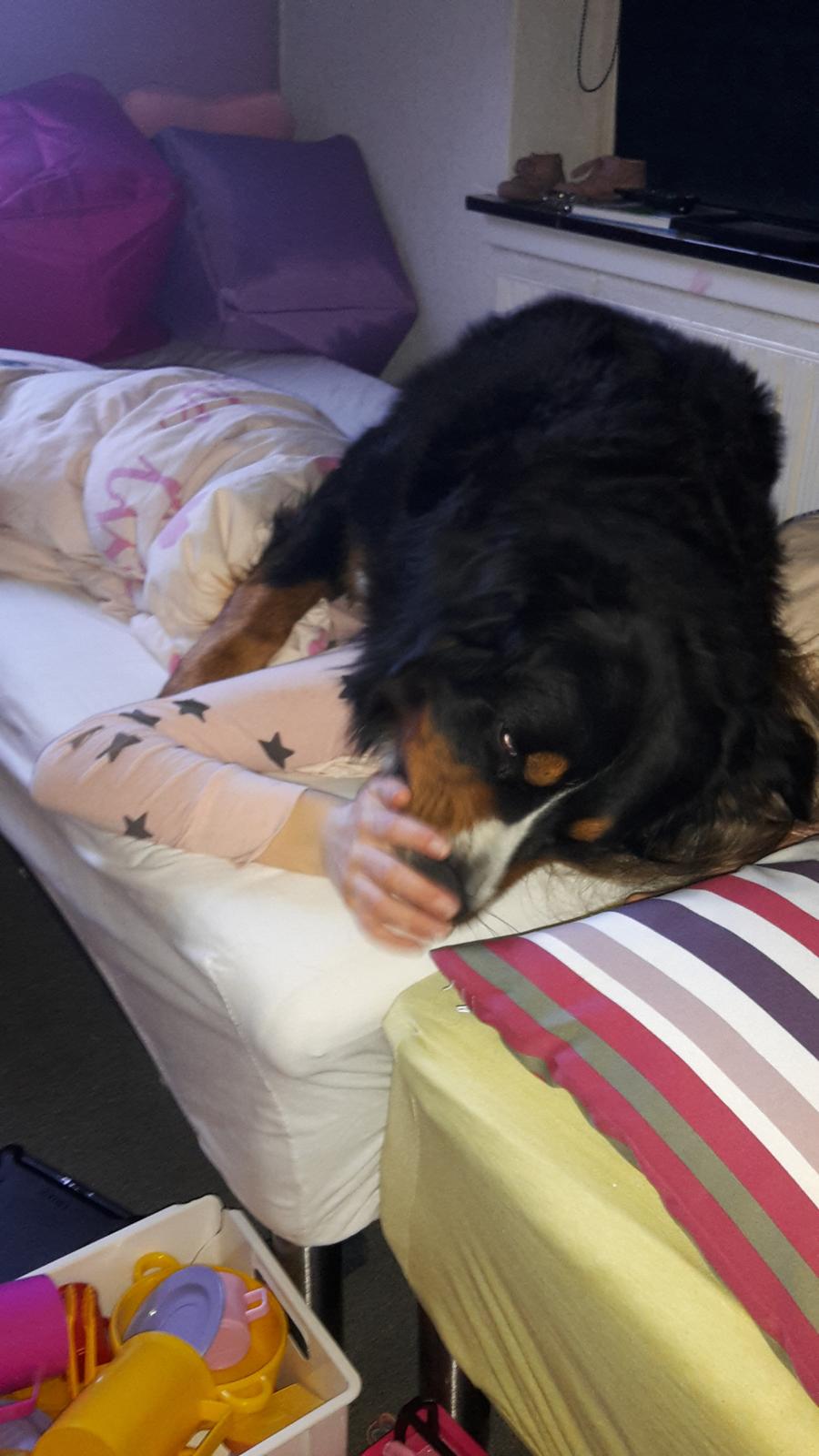 Berner sennenhund Balou - da jeg skulle vækkes med et kæmpe kys <3 billede 30