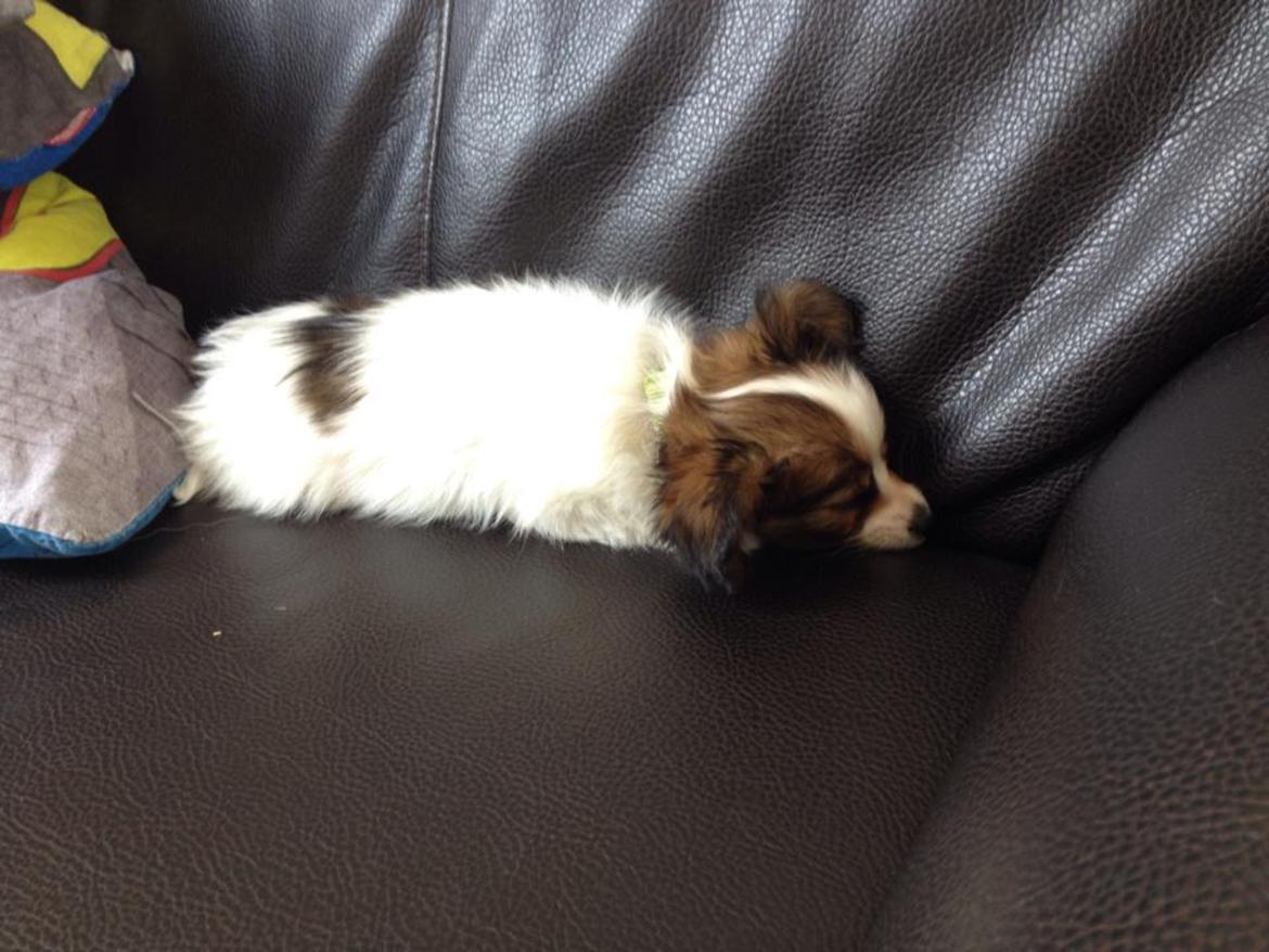 Papillon Oscar  - 10 uger billede 1