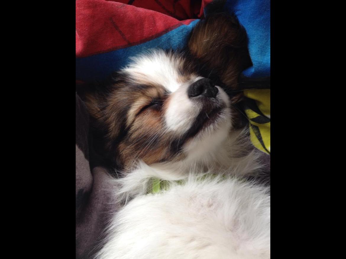 Papillon Oscar  - 10 uger billede 2