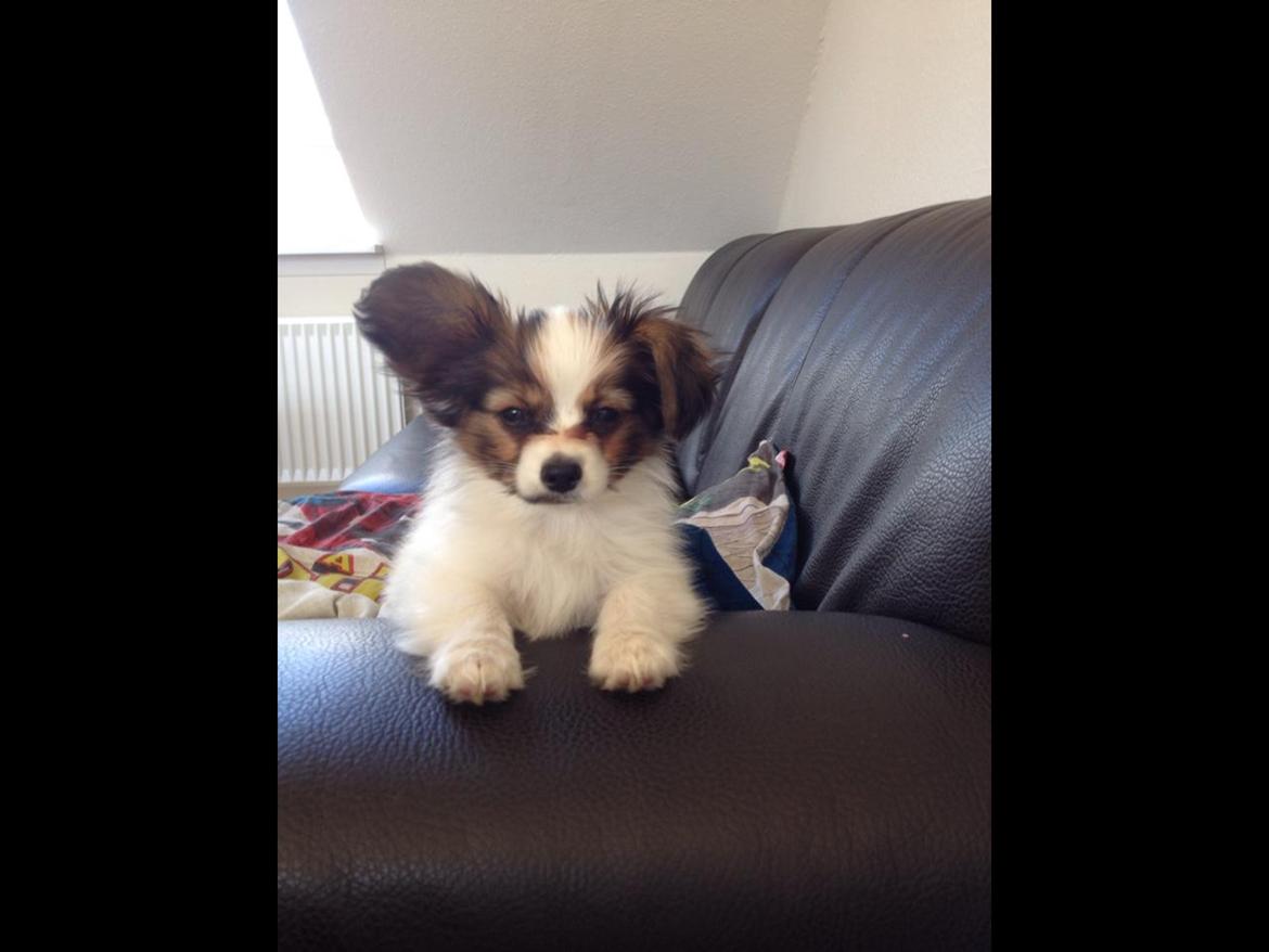 Papillon Oscar  billede 3