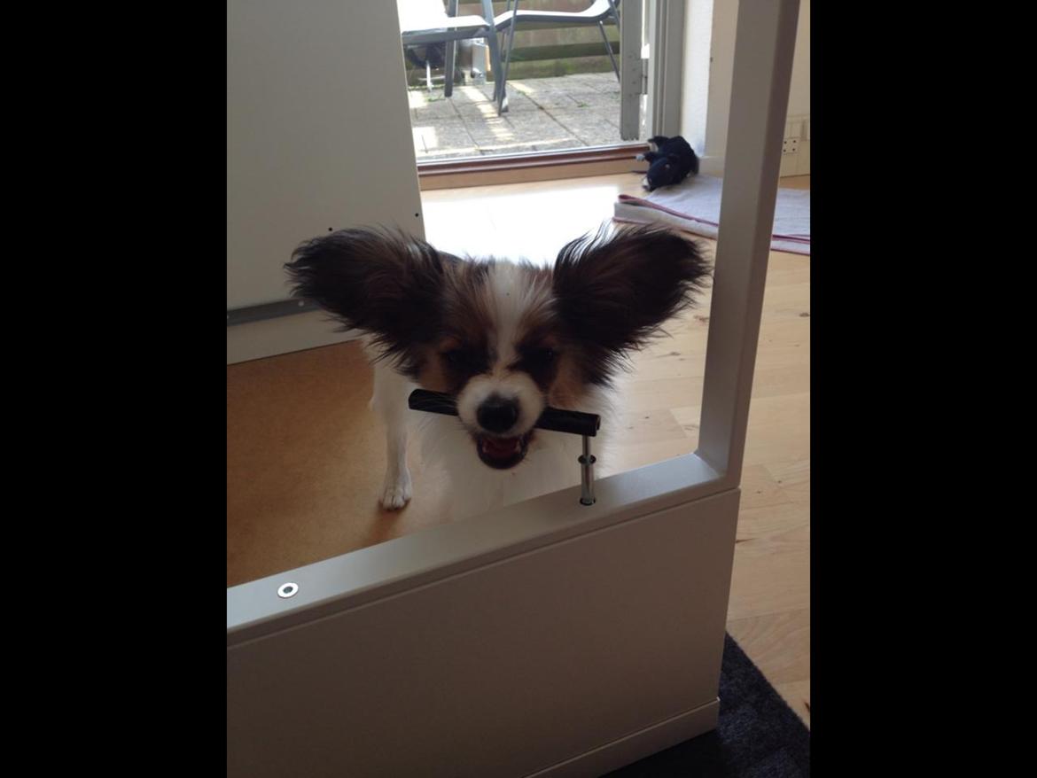 Papillon Oscar  - 14 uger billede 4