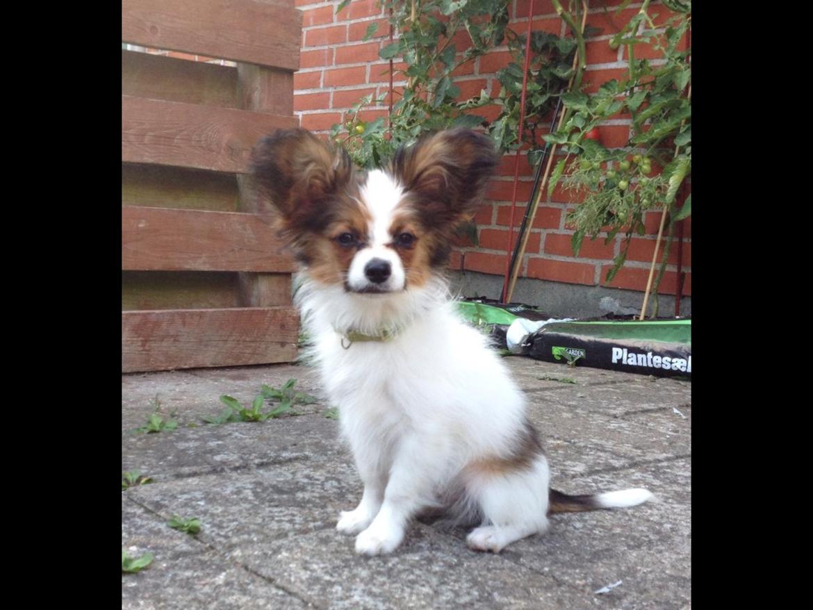 Papillon Oscar  - 14 uger billede 5