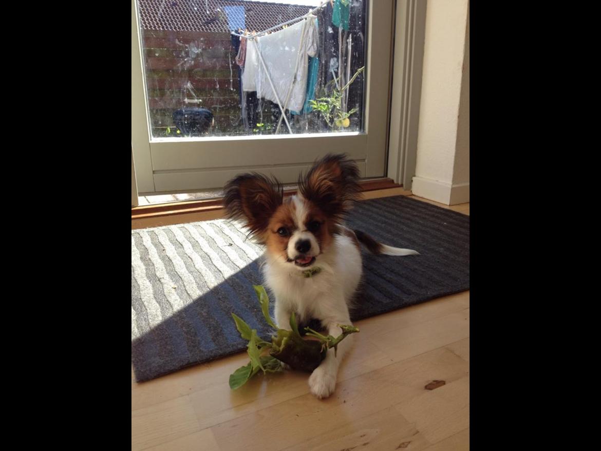 Papillon Oscar  - 18 uger billede 6