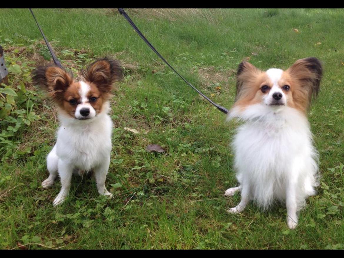 Papillon Oscar  - 23 uger billede 7
