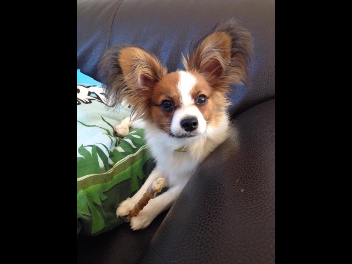 Papillon Oscar  billede 8