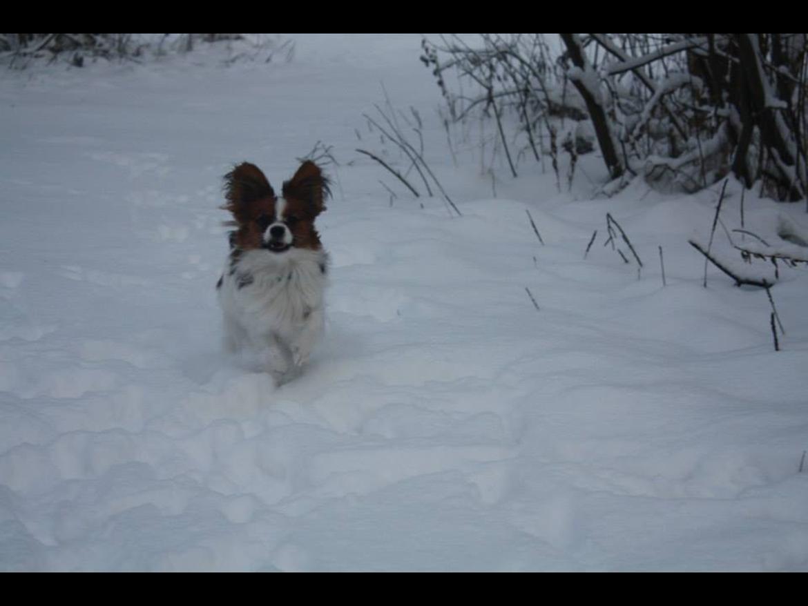 Papillon Oscar  billede 10