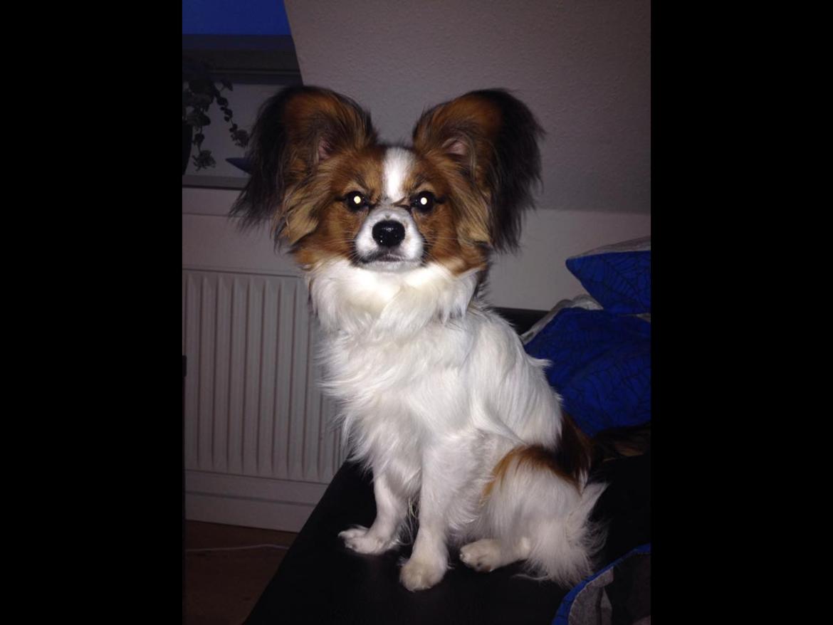 Papillon Oscar  - 8 måneder billede 9