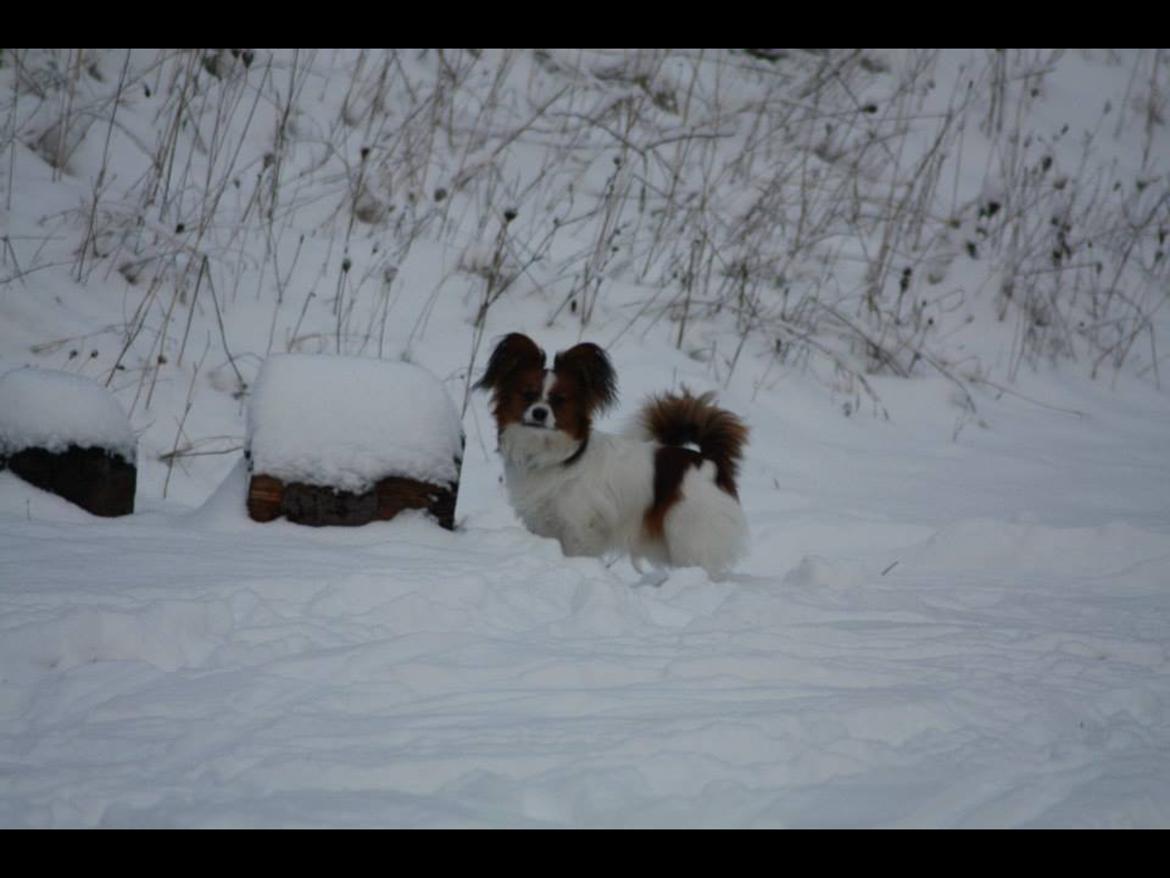 Papillon Oscar  billede 11