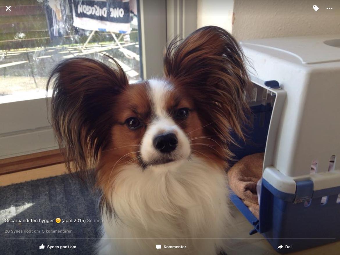 Papillon Oscar  billede 12