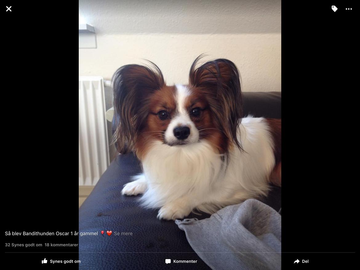 Papillon Oscar  - 1 år billede 13