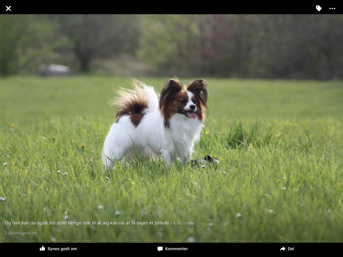 Papillon Oscar  billede 14