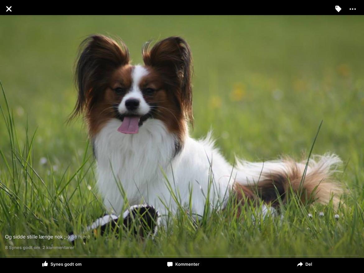 Papillon Oscar  - 20 måneder billede 16