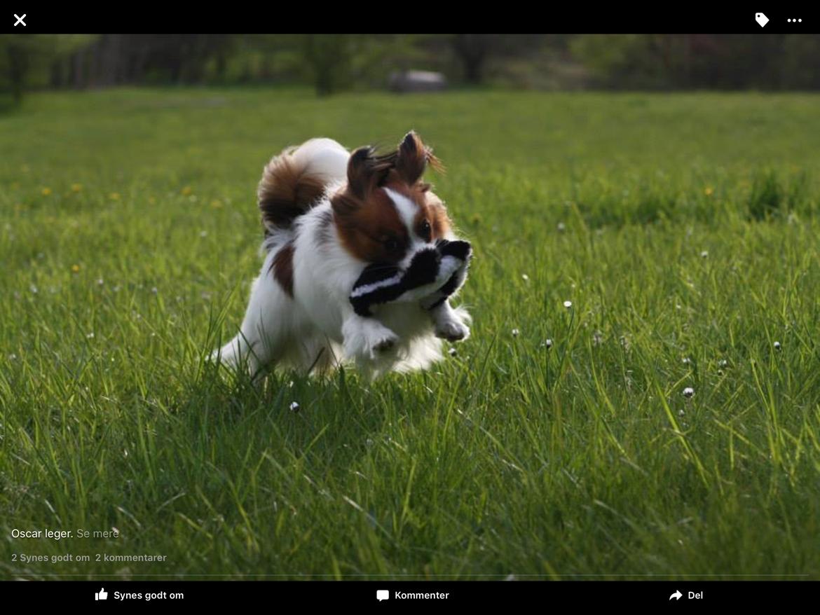 Papillon Oscar  billede 15