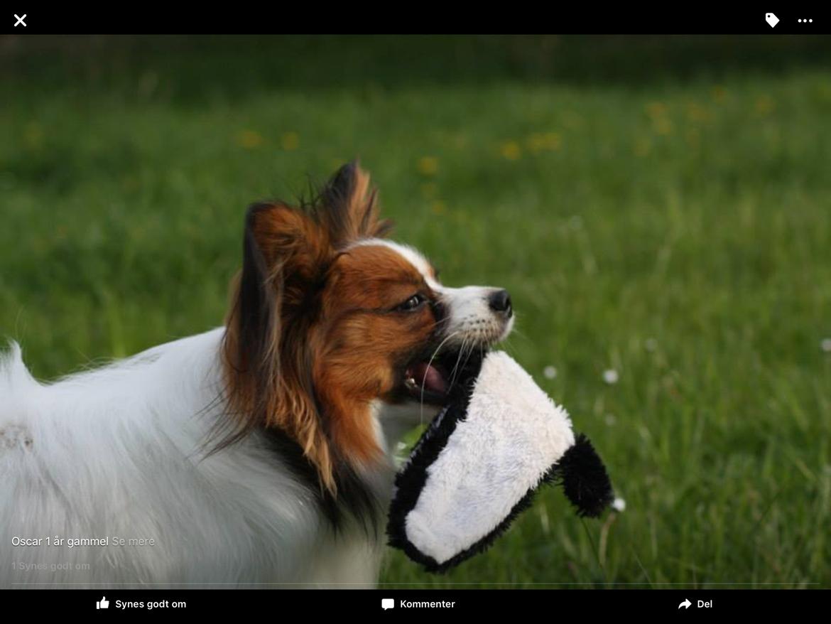 Papillon Oscar  billede 17